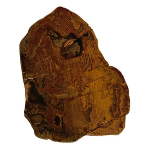 Petrified Wood Slice with Jasper 420gms Unique Polished Genuine Gems Gemstone G6