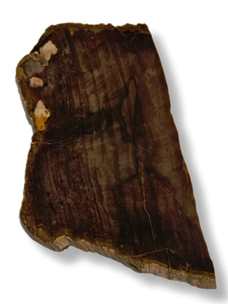 Petrified Wood Slice 184gms Unique Polished Genuine Gems Gemstone G6