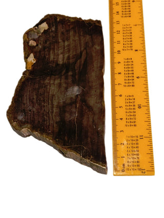 Petrified Wood Slice 184gms Unique Polished Genuine Gems Gemstone G6