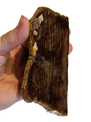 Petrified Wood Slice 184gms Unique Polished Genuine Gems Gemstone G6
