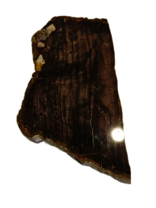 Petrified Wood Slice 184gms Unique Polished Genuine Gems Gemstone G6