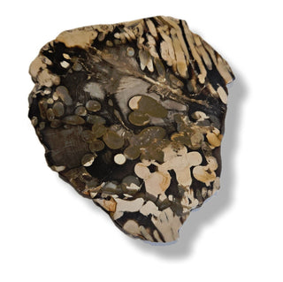 Petrified / Peanut Wood Slice 272gms Palm Polished Genuine Gems Gemstone G6