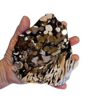 Petrified / Peanut Wood Slice 272gms Palm Polished Genuine Gems Gemstone G6