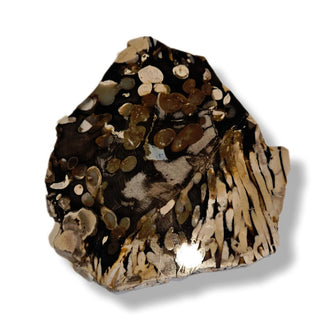 Petrified / Peanut Wood Slice 272gms Palm Polished Genuine Gems Gemstone G6