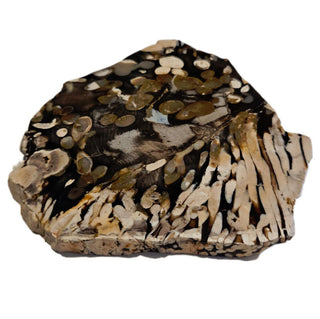 Petrified / Peanut Wood Slice 272gms Palm Polished Genuine Gems Gemstone G6