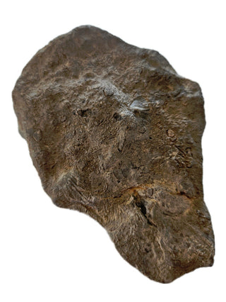 Fossilised Sea Sponge Incredibly Rare 520gm Genuine Gems Gemstone Fossil H1