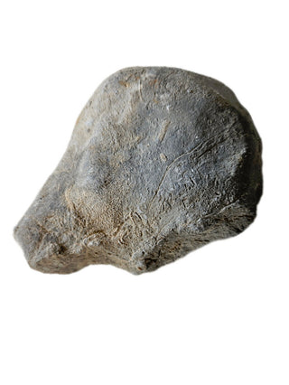 Fossilised Sea Sponge Incredibly Rare 520gm Genuine Gems Gemstone Fossil H1