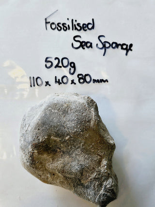 Fossilised Sea Sponge Incredibly Rare 520gm Genuine Gems Gemstone Fossil H1