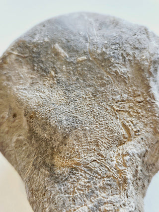 Fossilised Sea Sponge Incredibly Rare 520gm Genuine Gems Gemstone Fossil H1