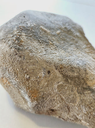 Fossilised Sea Sponge Incredibly Rare 520gm Genuine Gems Gemstone Fossil H1