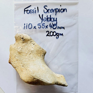 Thalassina Squamifera Fossil Mud Lobster Scorpion, Aust Genuine Gemstone 200g H1