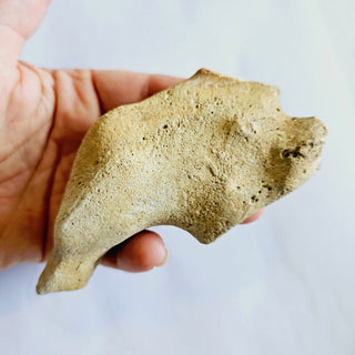 Thalassina Squamifera Fossil Mud Lobster Scorpion, Aust Genuine Gemstone 200g H1