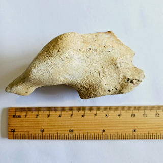 Thalassina Squamifera Fossil Mud Lobster Scorpion, Aust Genuine Gemstone 200g H1