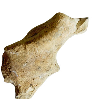 Thalassina Squamifera Fossil Mud Lobster Scorpion, Aust Genuine Gemstone 200g H1