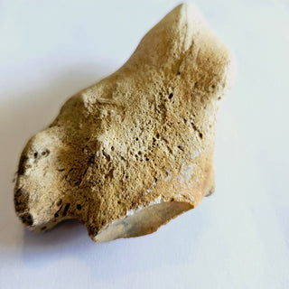 Thalassina Squamifera Fossil Mud Lobster Scorpion, Aust Genuine Gemstone 200g H1