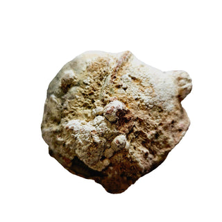 Mystery HUGE 290gms Natural Thunderegg Cut open to see Genuine Gems Gemstone G3