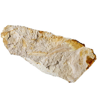 Huge 1.4kg Authentic Australian Leaf Fossil Natural Specimen - Mesozoic Era G1