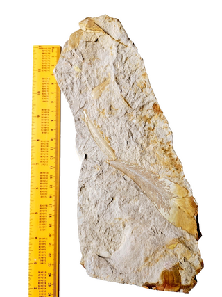Huge 1.4kg Authentic Australian Leaf Fossil Natural Specimen - Mesozoic Era G1