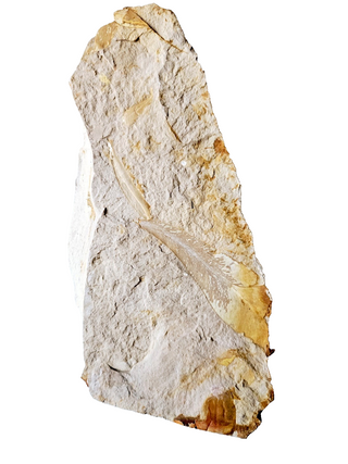 Huge 1.4kg Authentic Australian Leaf Fossil Natural Specimen - Mesozoic Era G1