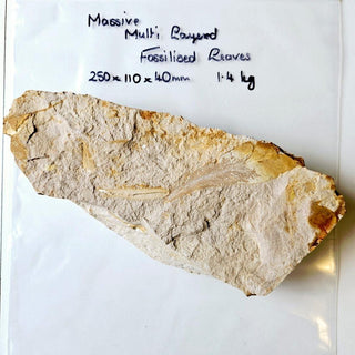 Huge 1.4kg Authentic Australian Leaf Fossil Natural Specimen - Mesozoic Era G1