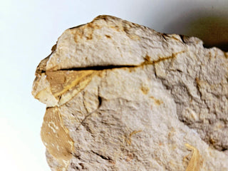 Huge 1.4kg Authentic Australian Leaf Fossil Natural Specimen - Mesozoic Era G1