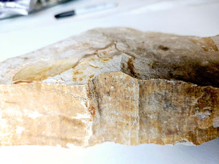 Huge 1.4kg Authentic Australian Leaf Fossil Natural Specimen - Mesozoic Era G1