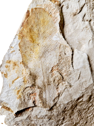 Huge 1.4kg Authentic Australian Leaf Fossil Natural Specimen - Mesozoic Era G1