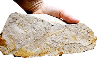 Huge 1.4kg Authentic Australian Leaf Fossil Natural Specimen - Mesozoic Era G1