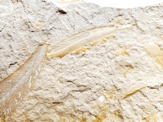 Huge 1.4kg Authentic Australian Leaf Fossil Natural Specimen - Mesozoic Era G1