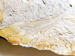 Huge 1.4kg Authentic Australian Leaf Fossil Natural Specimen - Mesozoic Era G1