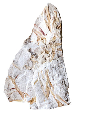Authentic Australian Leaf Fossil Branches Natural Specimen Mesozoic Era 88gm G1