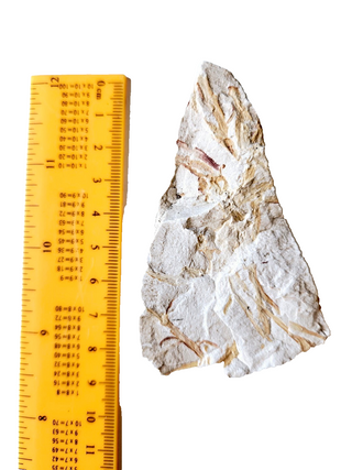 Authentic Australian Leaf Fossil Branches Natural Specimen Mesozoic Era 88gm G1