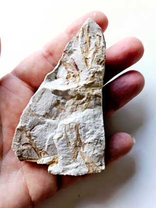 Authentic Australian Leaf Fossil Branches Natural Specimen Mesozoic Era 88gm G1