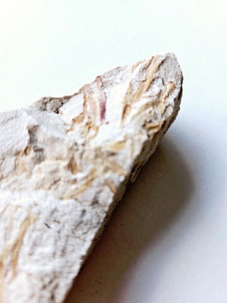 Authentic Australian Leaf Fossil Branches Natural Specimen Mesozoic Era 88gm G1