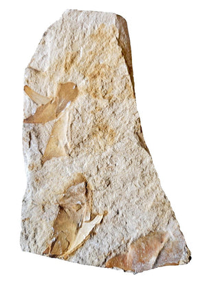 Authentic Australian Leaf Fossil Layers 469gm Natural Specimen Mesozoic Era G1