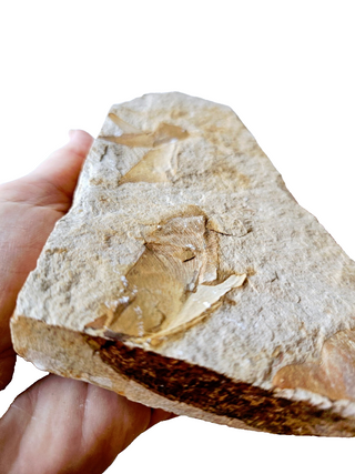 Authentic Australian Leaf Fossil Layers 469gm Natural Specimen Mesozoic Era G1