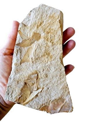 Authentic Australian Leaf Fossil Layers 469gm Natural Specimen Mesozoic Era G1
