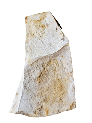Authentic Australian Leaf Fossil Layers 469gm Natural Specimen Mesozoic Era G1