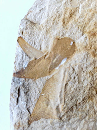 Authentic Australian Leaf Fossil Layers 469gm Natural Specimen Mesozoic Era G1