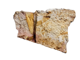 Authentic Australian Leaf Fossil Layers 210gm Natural Specimen Mesozoic Era G1