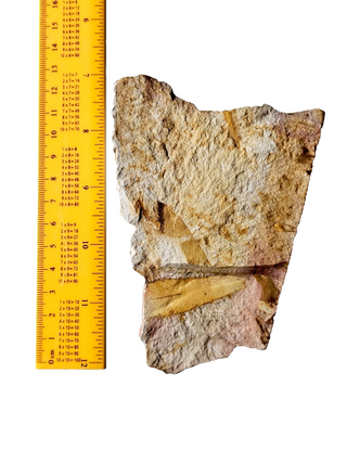 Authentic Australian Leaf Fossil Layers 210gm Natural Specimen Mesozoic Era G1