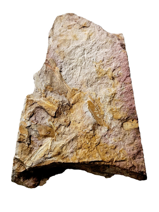 Authentic Australian Leaf Fossil Layers 210gm Natural Specimen Mesozoic Era G1