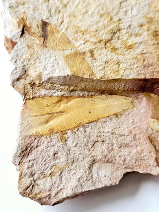 Authentic Australian Leaf Fossil Layers 210gm Natural Specimen Mesozoic Era G1