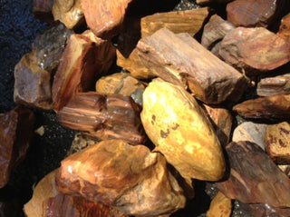 Rough Petrified Wood Specimens 1kg Hand Collected Chinchilla Australia Natural Gem
