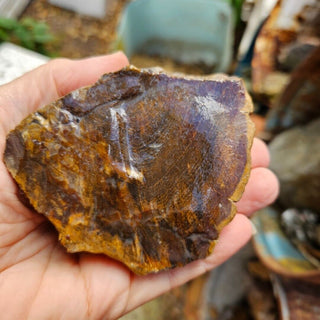 Rough Petrified Wood Specimens 1kg Hand Collected Chinchilla Australia Natural Gem