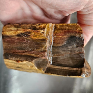 Rough Petrified Wood Specimens 1kg Hand Collected Chinchilla Australia Natural Gem