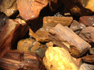 Rough Petrified Wood Specimens 1kg Hand Collected Chinchilla Australia Natural Gem