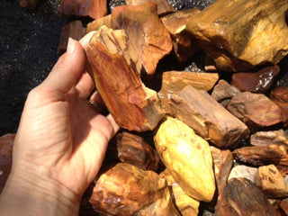 Rough Petrified Wood Specimens 1kg Hand Collected Chinchilla Australia Natural Gem