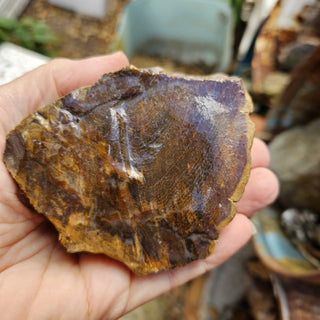 Rough Petrified Wood Specimens – Bulk Lots Genuine Australian Gemstone • Hand Collected • Nature's Ancient Treasure