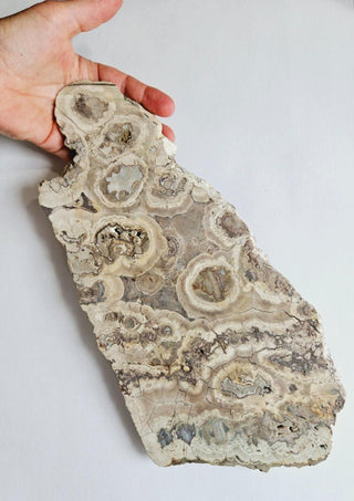 Massive 1.2kg Brecciated Thundereggs Plate Genuine Gems Gemstone RARE, Cut G1